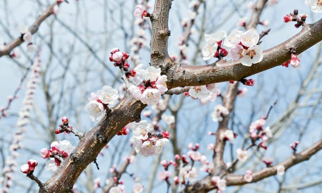 Pierwszy dzień wiosny w Borzęcinie – sposoby obchodzenia tego święta