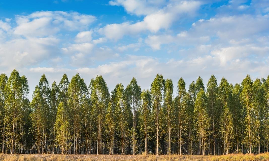 Znaczenie drzew w Borzęcinie – siła natury, ożywiająca serca mieszkańców